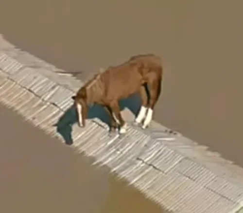 Cavalo Caramelo, símbolo de resistência durante a enchente no RS, recebe microchip de identificação